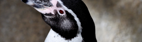 Penguin: Window to the Soul
